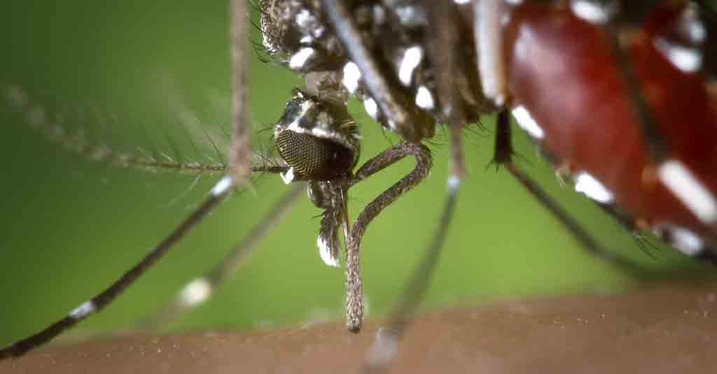Die Tigermücke überträgt Viruserkrankungen. Symbolbild der asiatischen Tigermücke Aedes albopictus.